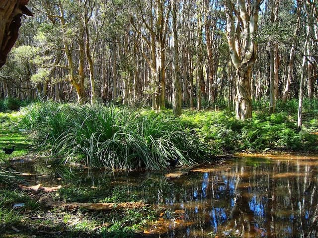 Lachlan Swamp - Image 1