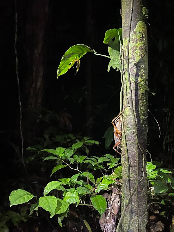 Oficina USFQ Tiputini Biodiversity Station - Image 2