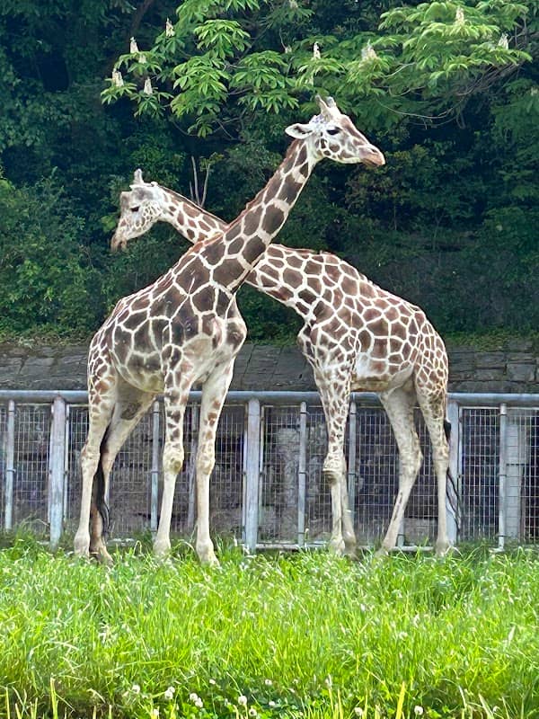Higashiyama Zoo and Botanical Gardens - Image 3