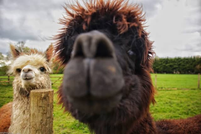 Monk Park Farm Visitor Attraction - Image 1