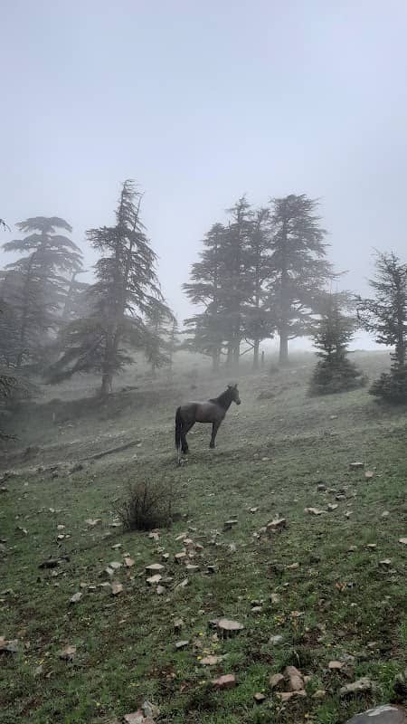 ثاربعث - Image 2
