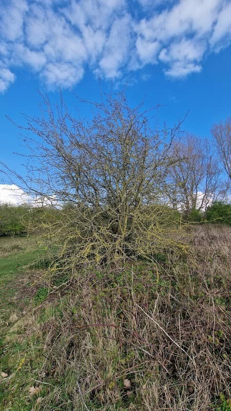 Whitley Common - Image 1
