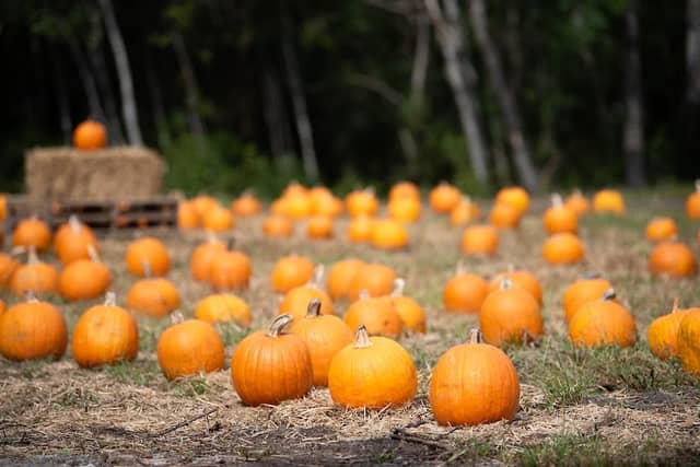 Sellito Farms - Image 2