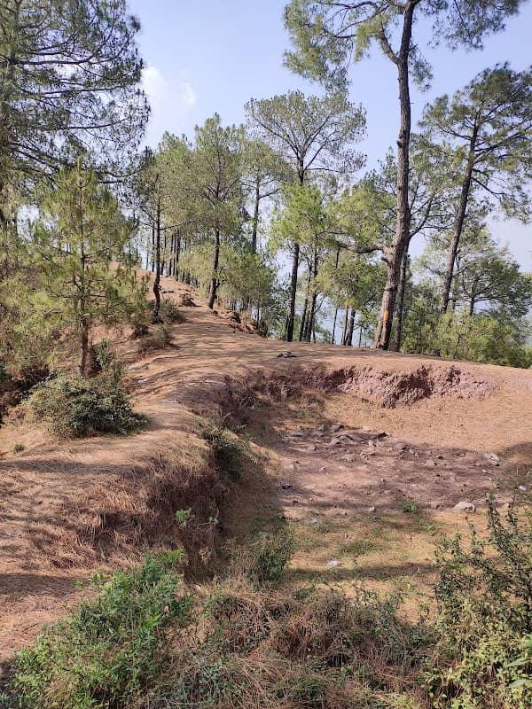 Pine Point - Image 1