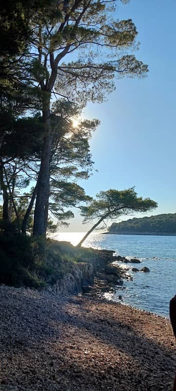 Dog Beach - Image 1