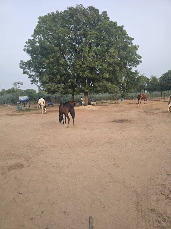 Bodana Farmhouse - Image 1