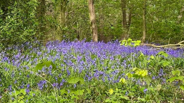 Smalley Woods - Image 1