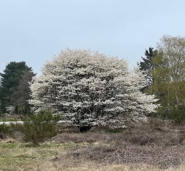 Groevenbeekse Vennen. - Image 1