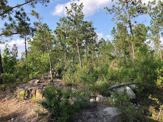 Sandhills Wildlife Management Area - West tract - Image 2