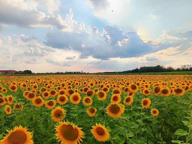 Sunflower labyrinth - Image 2