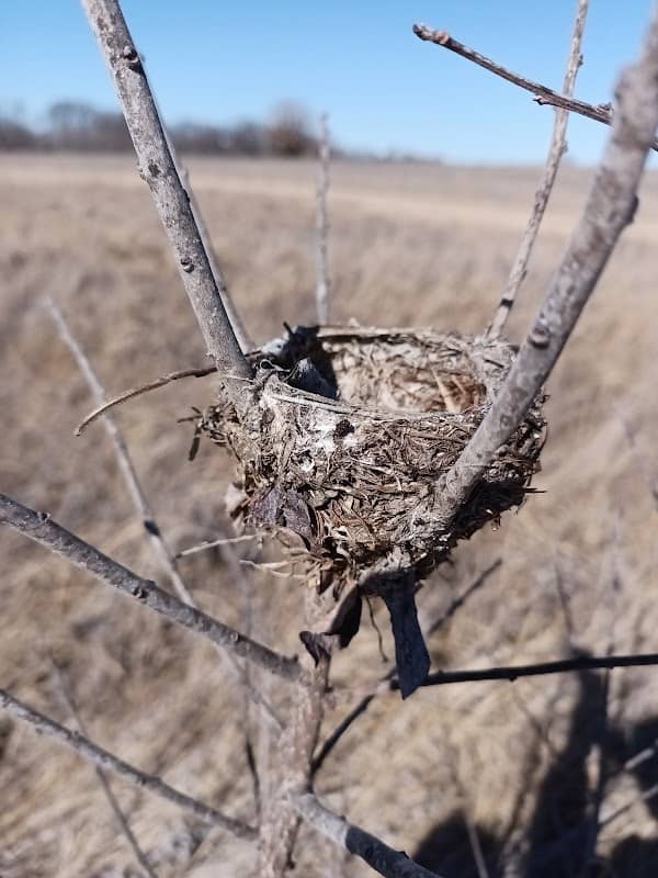 Prairie - Image 2
