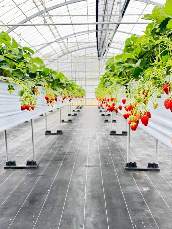 Shirado Strawberry Farm - Image 1