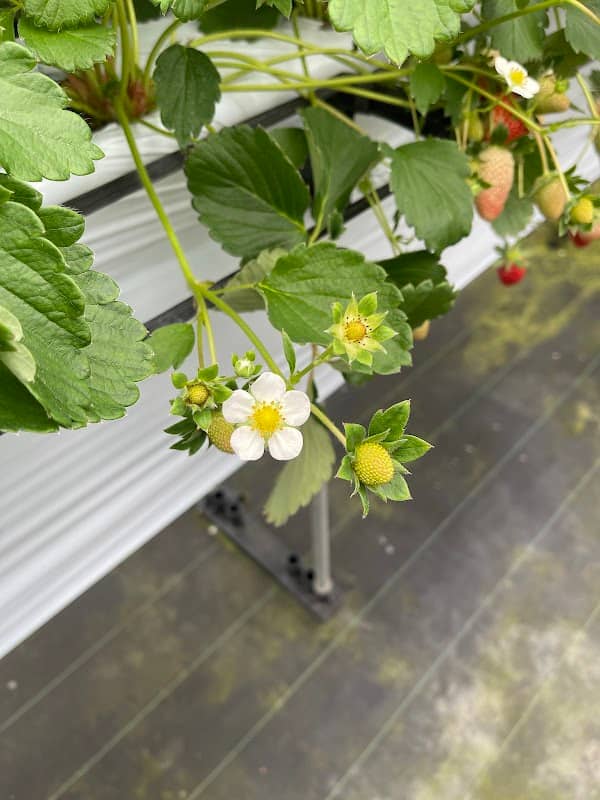 Shirado Strawberry Farm - Image 2