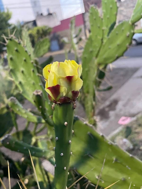 Giant cactus: opuntia maxima - Image 2