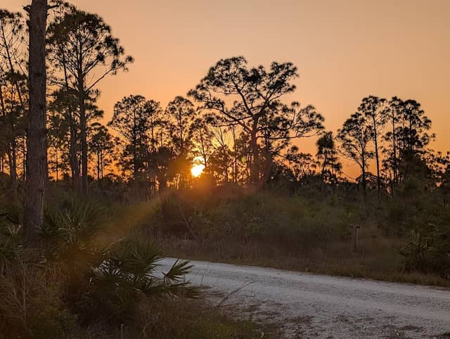 Myakka State Forest - Image 2