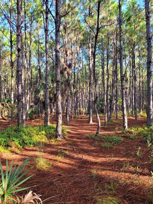 Myakka State Forest - Image 3