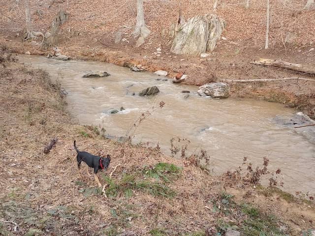 Morgan Creek K-9 Park - Image 1