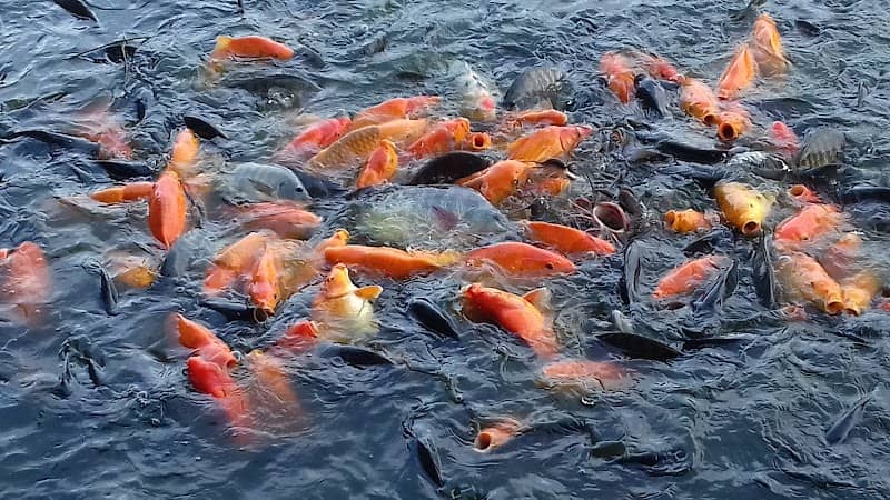 Taman Burung Cemara Asri - Image 2