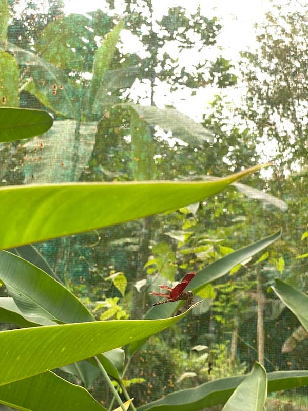 Butterfly Sanctuary - Image 1