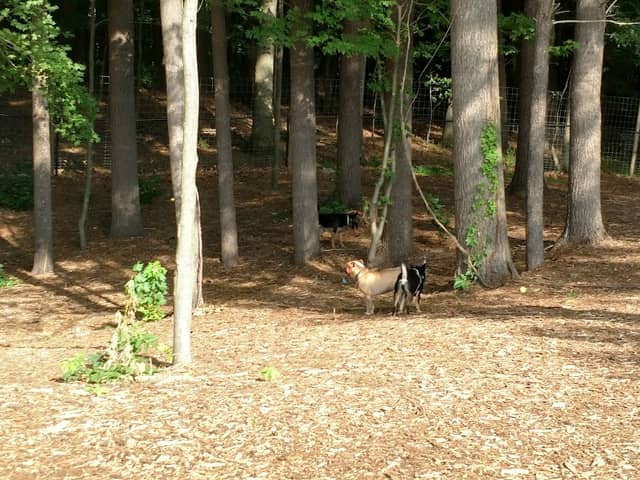 Central Bark Park - Image 1