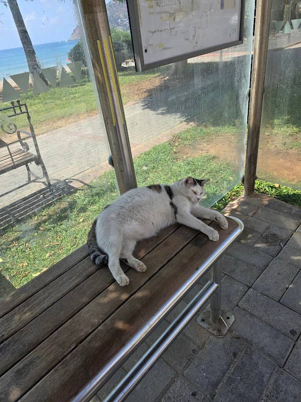 Самый толстый кот Аланьи - Image 1