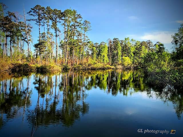 Angelina National Forest - Image 2