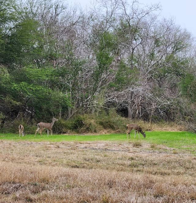 Athey Natural Area - Image 2