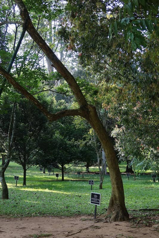 Ceylon Ironwood Tree - Image 2