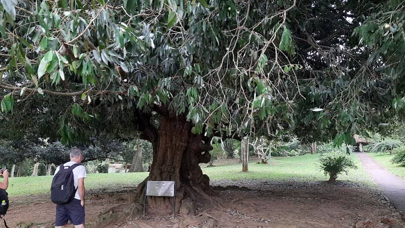 Ceylon Ironwood Tree - Image 1