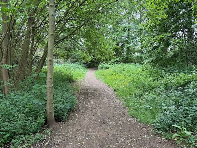 Bluebell Woods - Image 1