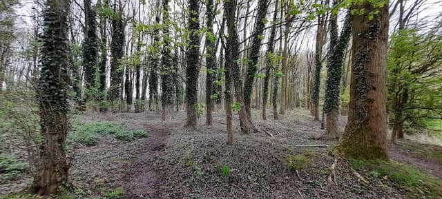 Old Linnyshaw Colliery Woods - Image 2