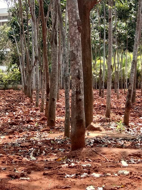 NTR Park - Image 2