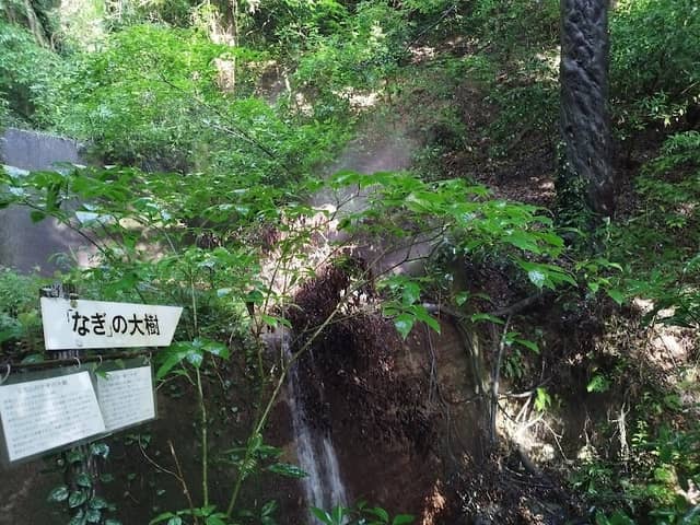 「なぎ」の大樹 - Image 1
