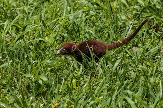 The Lost World - Image 3