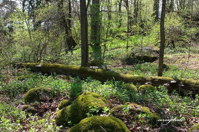 Fiskarsinmäki - Image 1