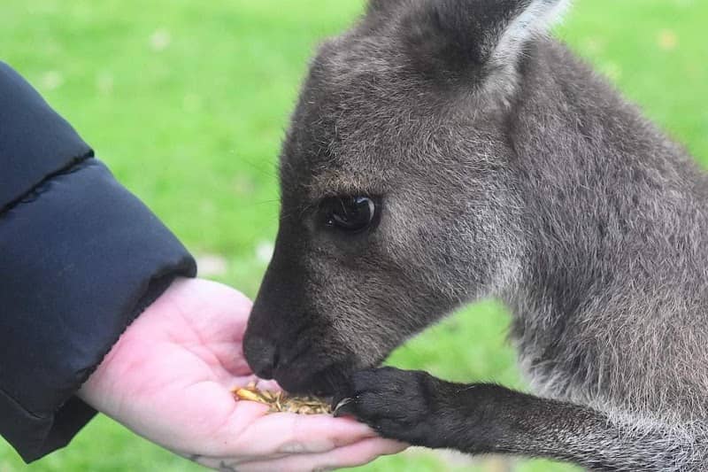 Warrawong Wildlife Sanctuary - Image 1