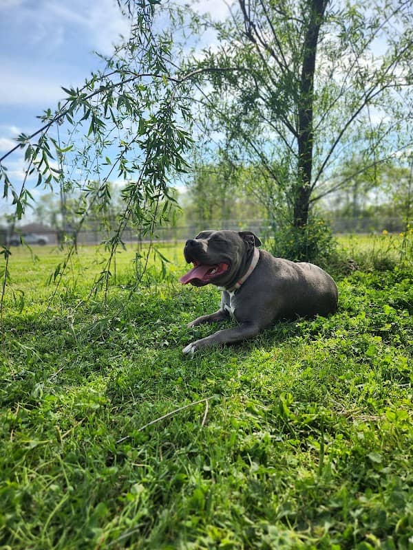 Ashland City Dog Park - Image 2