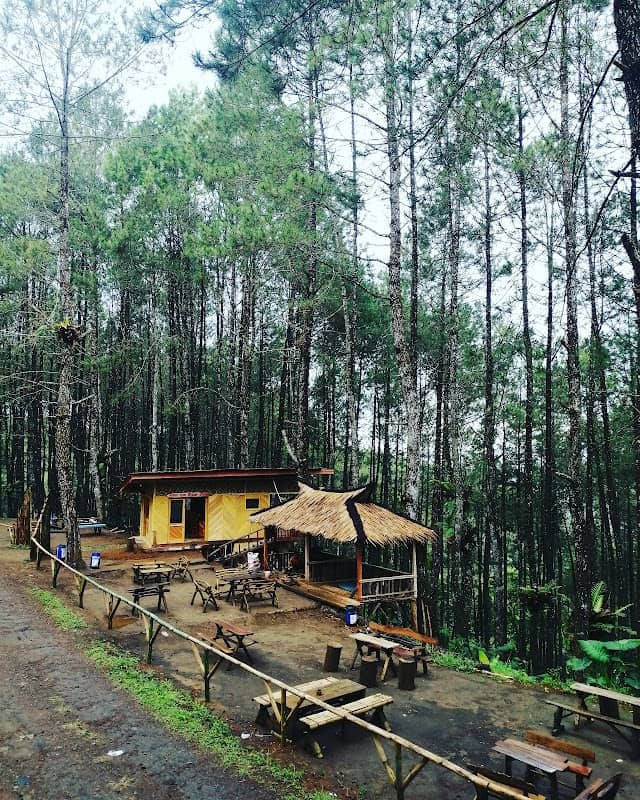 Kebon Pines - Image 1