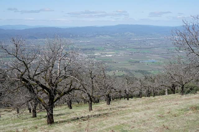 Mount Konocti County Park - Image 2