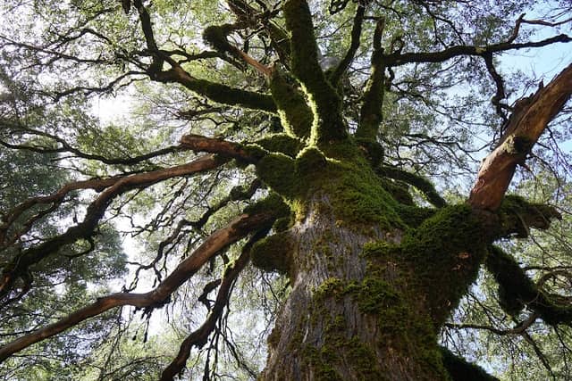 Mount Konocti County Park - Image 3