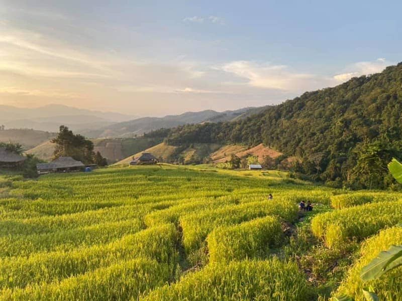 Mae Klang Luang Rice Terraces - Image 1