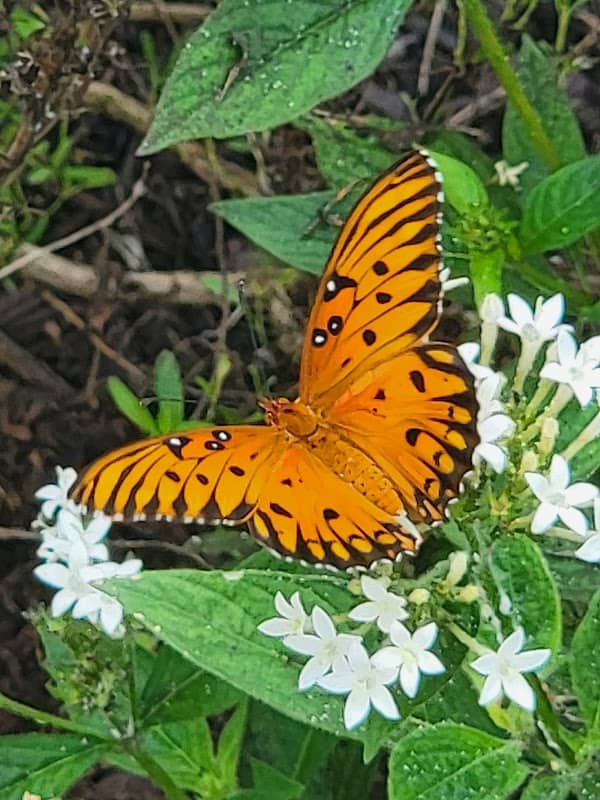 Friends of Panhandle Butterfly House - Image 2