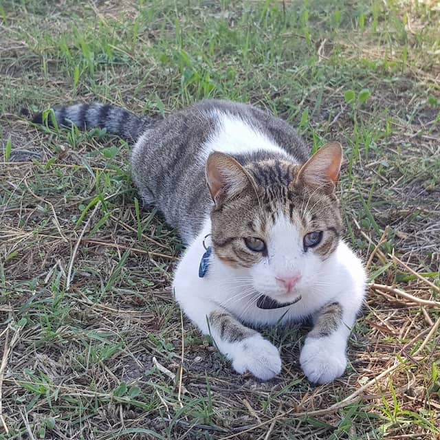 Kornelius the Cat - Image 2