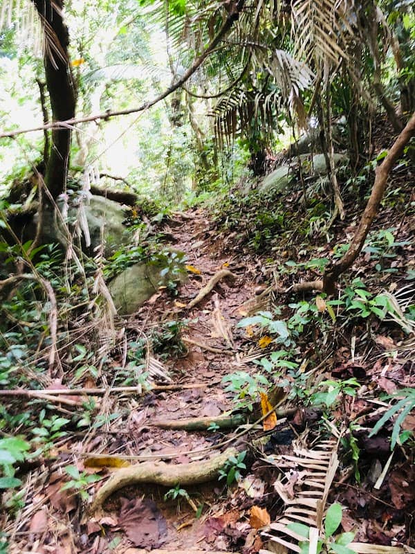 Jungle path - Image 1