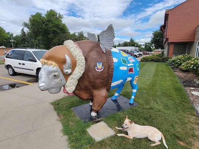 YWCA Bison - Image 1