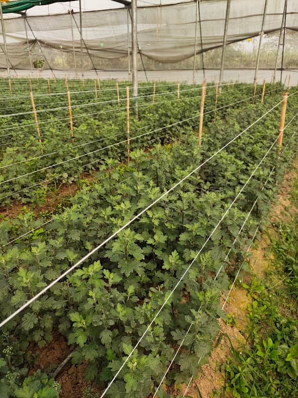 LALIT POSWAL (farm house) - Image 1