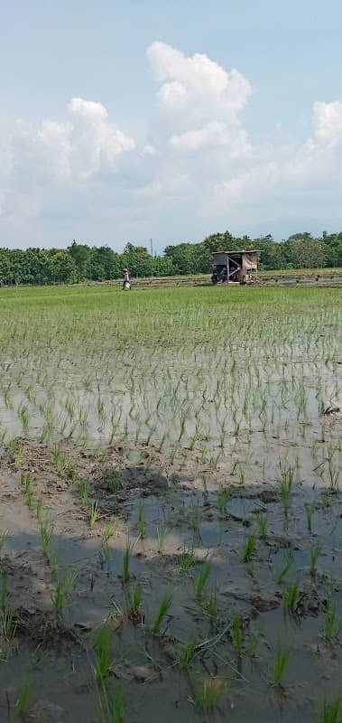 Sawah mbajang - Image 1