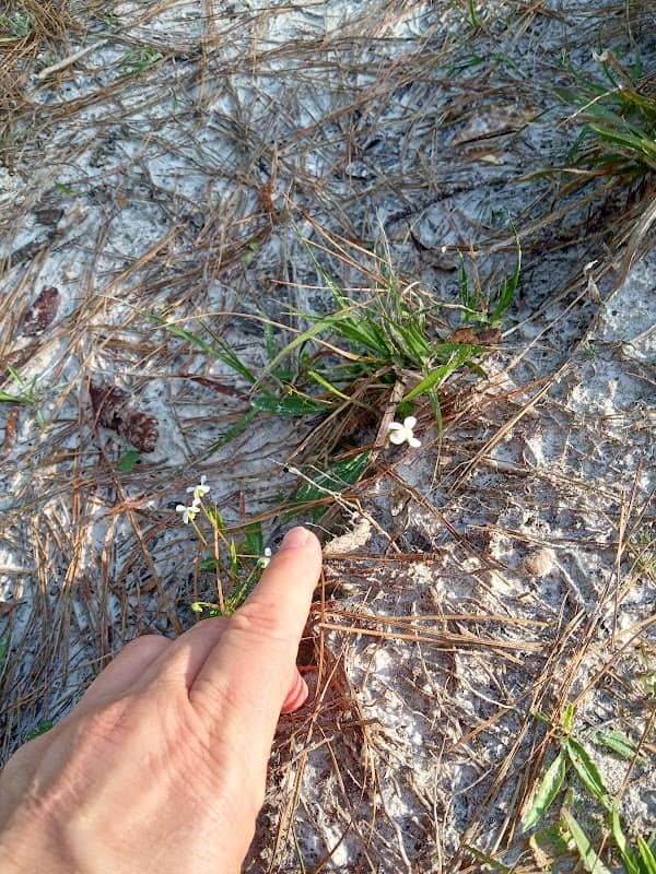 Saint Marks River Preserve State Park - Image 3
