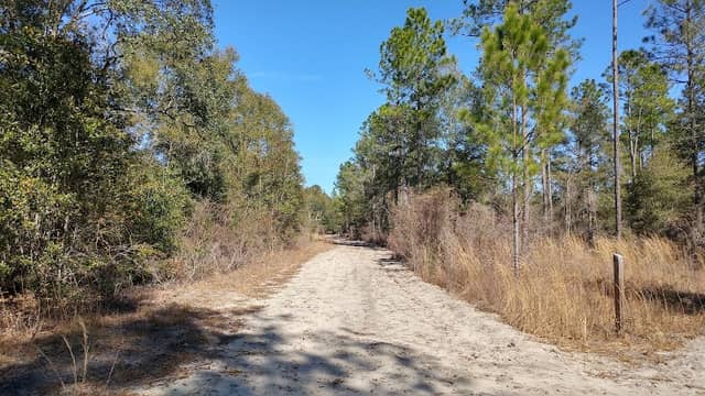 Saint Marks River Preserve State Park - Image 1
