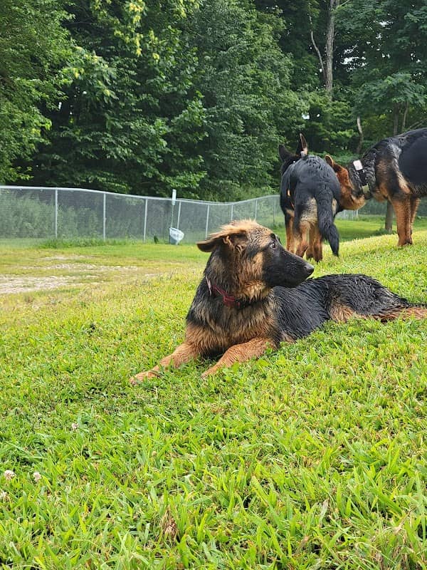 Central Bark, off leash Dog Park - Image 2